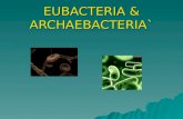 Eubacteria & archaebacteria