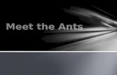 Meet the ants