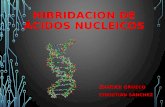 Hibridacion de acidos nucleicos
