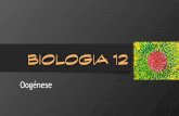 Bio 12   reprodução humana - oogénese
