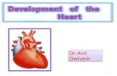 6 development of the  heart akd