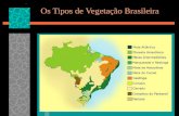 VegetaçãO Brasileira - Ensino Fundamental 4º e 5º ano