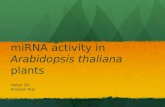 miRNA Activity in Arabidopsis thaliana