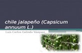 Chile jalapeño (capsicum annuum l
