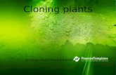 Cloning plants 03