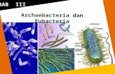 Bab 3 archaebacteria dan eubacteria