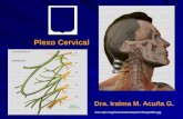 7. Plexo Cervical