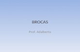 BROCAS (1)