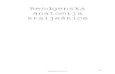 Rendgenska anatomija kralješnice - II. dio