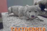 TAXIDERMIA. TAXIDERMIA De las palabras griegas taxi: orden, y derma: piel, es el arte de conservar a los animales muertos (despojados de sus vísceras,