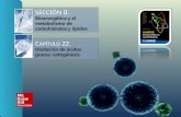 SECCIÓN II. Bioenergética y el metabolismo de carbohidratos y lípidos C APÍTULO 22. Oxidación de ácidos grasos: cetogénesis.