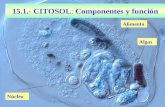 15.1.- CITOSOL: Componentes y función Núcleo Alimento Algas.