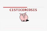 CISTICERCOSIS. INTRODUCCION Cisticercosis, comúnmente conocida como " triquina" es un problema de especial interés en salud pública por la gravedad y.