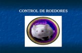 CONTROL DE ROEDORES. RATON DOMESTICO RATON DOMESTICO (Mus musculus) (Mus musculus) RATA NEGRA RATA NEGRA (Rattus rattus) (Rattus rattus) RATUS COMUN RATUS.