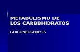 METABOLISMO DE LOS CARBBHIDRATOS GLUCONEOGENESIS.
