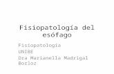 Fisiopatología del esófago Fisiopatología UNIBE Dra Marianella Madrigal Borloz.