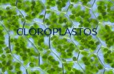 CLOROPLASTOS. Los cloroplastos son los orgánulos celulares que en los organismos eucariontes fotosintetizadores se ocupan de la fotosíntesis. Están limitados.