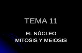 TEMA 11 EL NÚCLEO MITOSIS Y MEIOSIS. EL NÚCLEO Es el centro de control de la célula eucariota Contiene la mayoría del ADN celular Es decir la información.