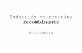 Inducción de proteína recombinante -Lactamasa. Tecnología de DNA recombinante: Herramientas 1 Aislamiento del gen2. Clonación y expresión Producción de.