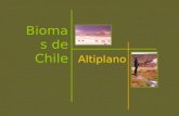 Altiplano Biomas de Chile. UBICACIÓN GEOGRÁFICA (Latitud):18°- 27° S ALTITUD: 3700-4000 msnm CLIMA:seco y frío PRECIPITACIONESmenos de 100 mm, en verano.