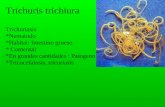 Trichuris trichiura Trichuriasis *Nematodo *Habitat: Intestino grueso * Comensal *En grandes cantidades : Patogeno *Tricocefalosis, tricuriasis.