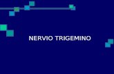 NERVIO TRIGEMINO. El nervio trigémino emerge de la parte lateral de la protuberancia por dos raíces, una motora y otra sensitiva. Este nervio es pues.