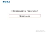 Histogenesis y reparacion Kinesiología IPCHILE DOCENTE: Veronica Pantoja S. 2013.
