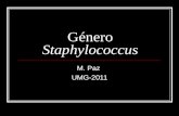 Género Staphylococcus M. Paz UMG-2011. Género Staphylococcus Familia: Micrococcaceae 3 Géneros: Staphylococcus (patógeno) Micrococcus (no-patógeno) Planococcus.