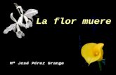 La flor muere Mª José Pérez Grange Muere la flor cuando no la nombras, porque en ti no hay espacio para la belleza. La flor muere.