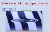 Electron microscope photos (電子顯微照片)