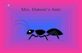 Mrs. Dotson’S Ants
