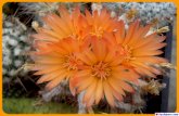 Kactusite - Flowers