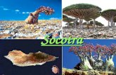 阿拉伯怪島Socotra  081224