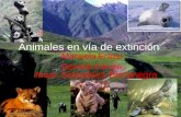 Animales en vía de extinción Manuela Erazo Daniela Correa Jhoan Sebastian Bocanegra.