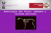 Radiología del Perro: abdomen y cavidad pelviana Haz click en el esqueleto para acceder.
