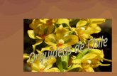ORCHIDS OF CHILE. Las orquídeas chilenas forman parte importante de la flora nativa del país. Este grupo representado por la familia de las Orchidaceae.