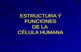 ESTRUCTURA Y FUNCIONES DE LA CÉLULA HUMANA. PRIMERA PARTE Definición de célula humana Partes fundamentales Composición físico-química.
