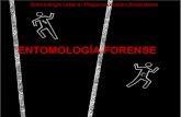 Clase entomologia forense