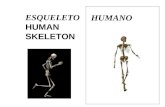 Esqueleto humano...
