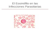 El Eosinófilo en las Infecciones Parasitarias. Características Generales Granulocitos derivados de médula ósea Gránulos contienen proteínas básicas que.