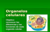 Organelos celulares Objetivo: reconocer las diferencias y las funciones de cada organelo celular.