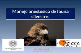 Manejo anestésico de fauna silvestre. Silvia Villaverde Morcillo Veterinaria de Fauna Silvestre.