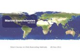 Dirk Steinke - Marine invertebrates