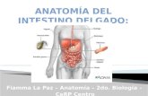 Fiamma La Paz – Anatomía – 2do. Biología – CeRP Centro.