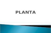 PLANTA. Tipos de Plantas Planta de Cargos Planta Liquidada.
