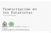 1 CA García Sepúlveda MD PhD Transcripción en los Eucariotas Laboratorio de Genómica Viral y Humana Facultad de Medicina, Universidad Autónoma de San Luis.