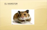 Los Hamsters, al igual que los conejos y los ratones, entre otros animales, son: MAMÍFEROS ROEDORES Son mamíferos porque nacen del vientre de su madre: