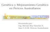 Presentado por: Ing. Hernàn Rey-Sànchez S. Juez C.O.M. Pericos Australianos Genética y Mejoramiento Genético en Pericos Australianos.