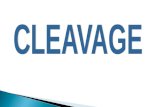 Cleavage 2011
