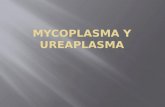 Mycoplasma y Ureaplasma